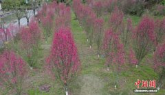 广西三江：春花烂漫时 侗寨春意